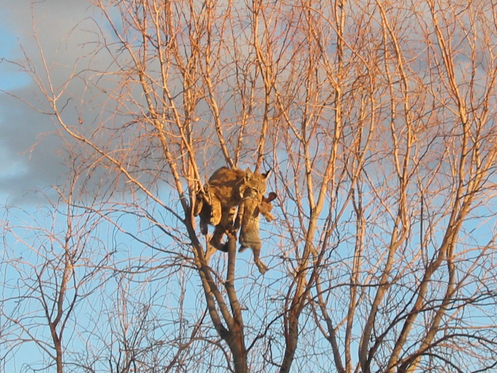 Backyard Bobcats
